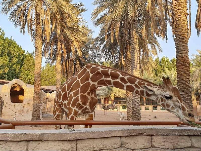 693333702Abu_dhabi_emirates_park_zoo