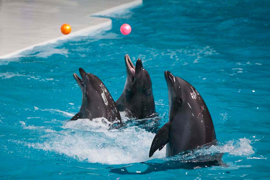 Dubai-Dolphinarium-1024×682